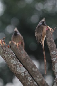 Mousebird
