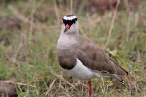 Crowned lapwing