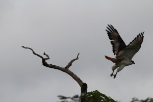 Augur buzzard