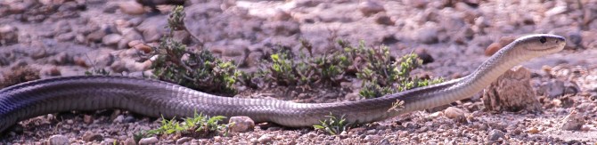 Black mamba-Ngorongoro