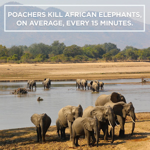 elephant-census-project